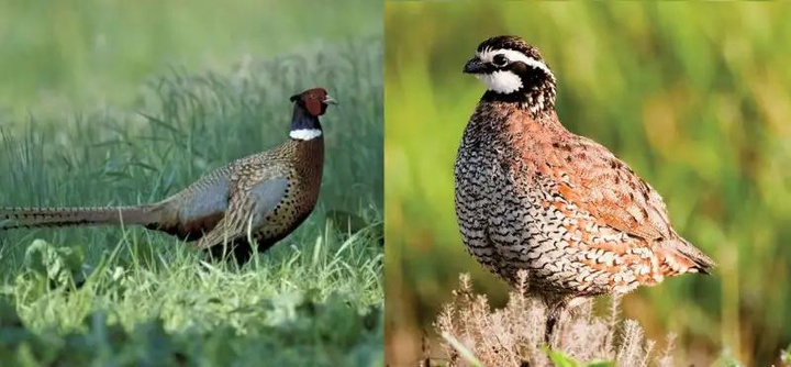 Pheasant combo hunt