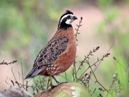 Full day quail hunt, quail picture