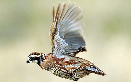 half day quail hunt, quail picture