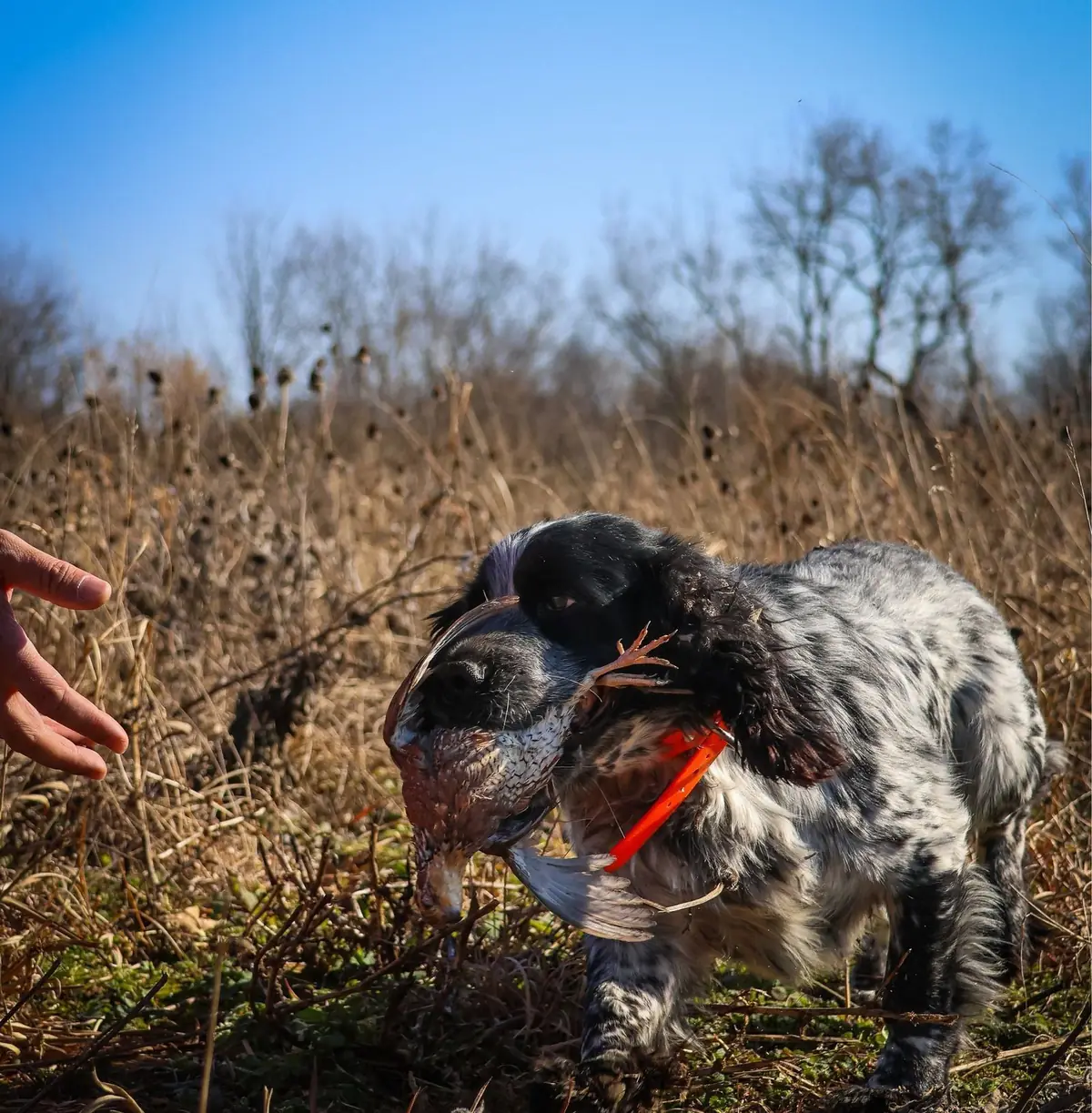 A black and white English cocker spaniel delivering a bobwhite quail to a hunter's outstretched hand