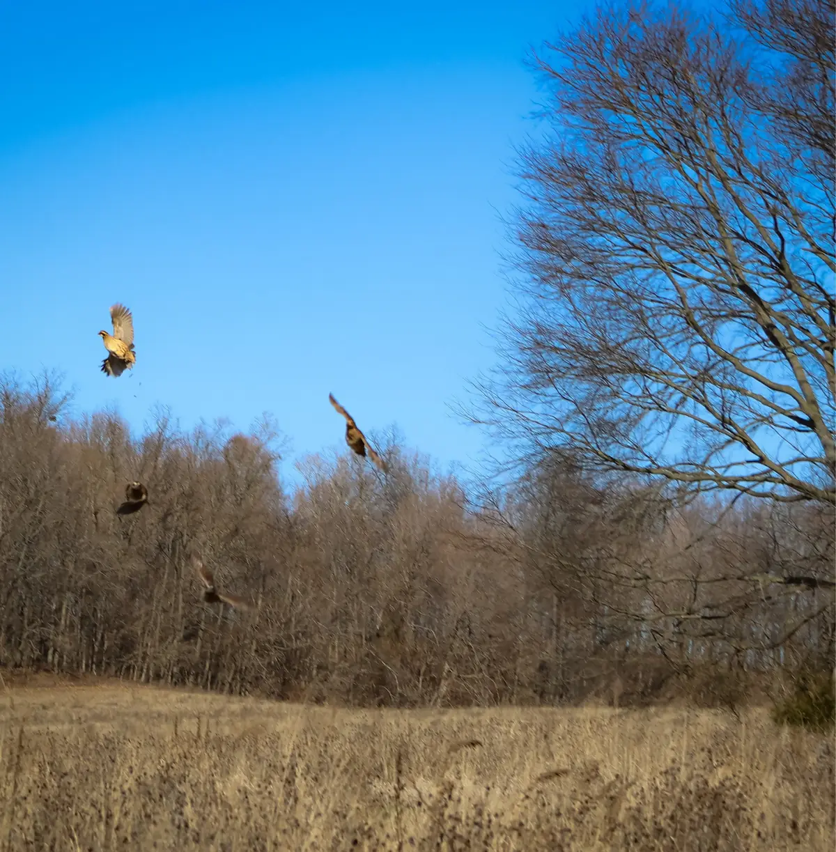 A covey of bobwhite quail breaking from native grass in front of a hunter at Backcountry Shooting Preserve
