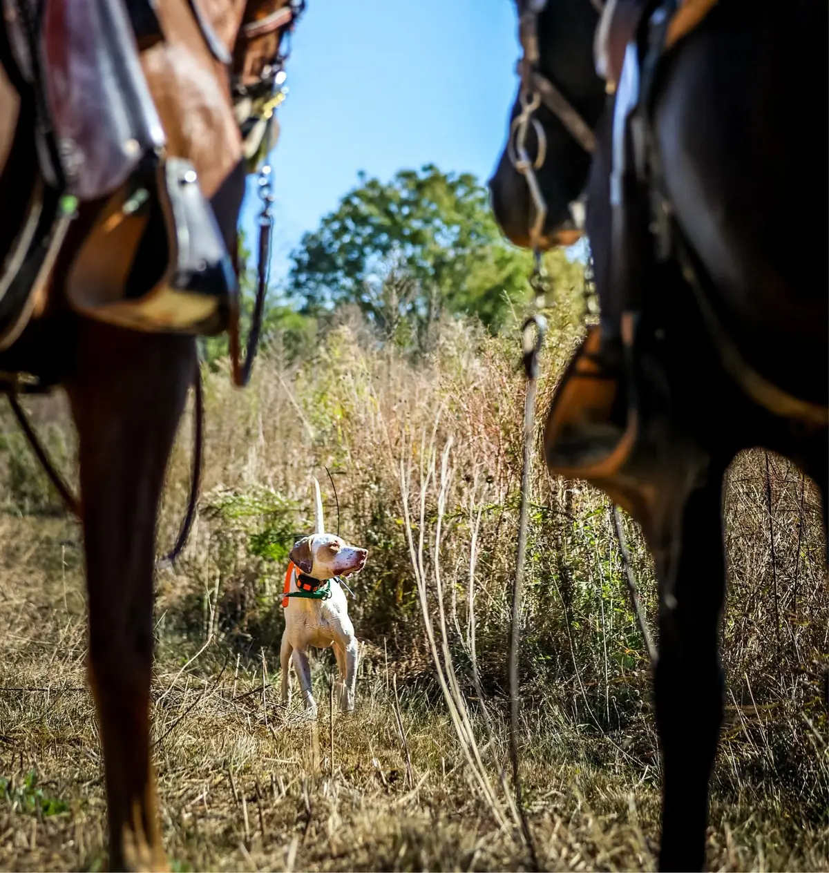 A pointer locked on point in native grass, framed between two saddled horses as guides watch from horseback at Backcountry Shooting Preserve