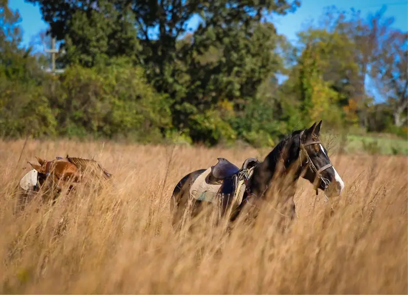 Two saddled horses standing shoulder-deep in tall autumn grass at the edge of the bird fields