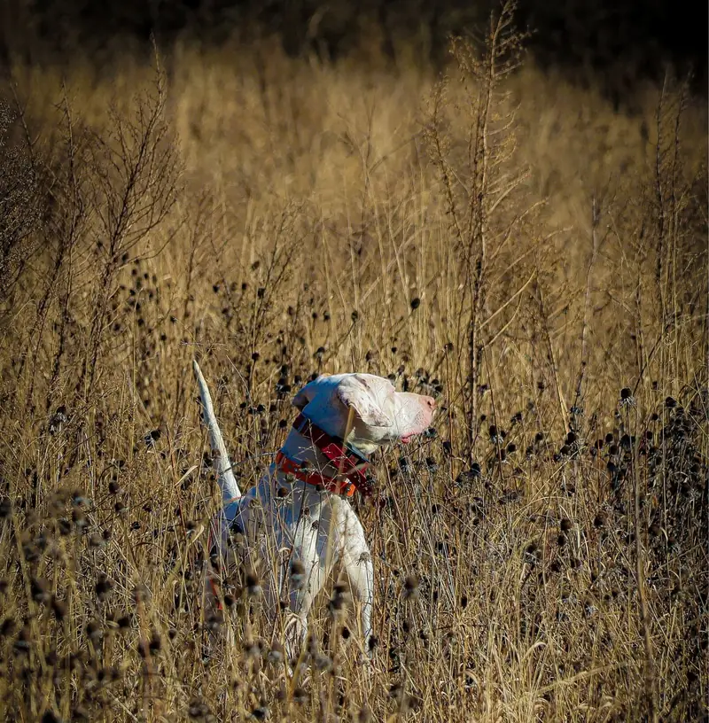 An English pointer standing rigid on point with tail held high in golden broomsedge at Backcountry Shooting Preserve