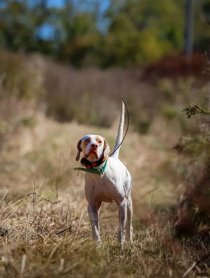 A white and orange pointer standing at attention in tan cover, tail high, wearing a tracking collar